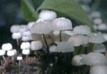 Alice's Wonderland - tiny white cluster of mushrooms