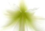 Amaryllis Brilliant - abstract closeup of white with green amaryllis flower