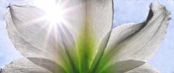 Photograph of a white with green center amaryllis flower backlit with the sun, the sun peaking between petals with sun rays streaming down abstractly composed