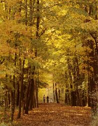People walking down long trail with yellow and gold autumn leaves