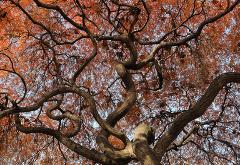 photograph of a Japanese Maple Tree during the golden fall autumn color shot from the ground up