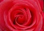 Beauty Spiral - perfect red rose spiral opening up