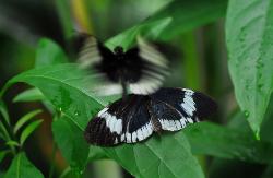 photograph of two black and white tropical butterflies, one resting on a green leaf and the other flying above it.