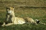 Cheetah lying on the grass