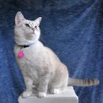 Portrait photograph of a Snowshoe cat