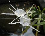 Spider Orchid - white orchid flower