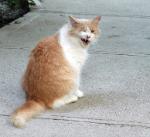 Orange and white cat seemnig to be winking at me