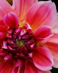 close up photograph of a pink red dahlia