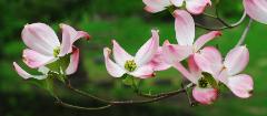 phtoograph of several pink and white dogwood flowers on a branch