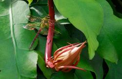 Dragonfly resting on night blooming cereus flower bud