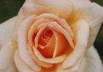 Early Morning Rose - beautiful peach colored rose with dew drops