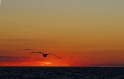 Lake Erie Sunset and seagull flying right into the setting sun