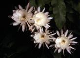 Four Night Blooming Cereus - exotic tropical flowers blooming at night
