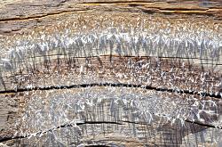 Photograph of ice crystals on wood in the sun forming an abstract image