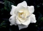 Gardenia Divine - perfect beautiful white gardenia flower