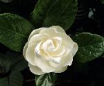 Gardenia Perfecta - white gardenia flower