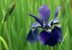 Healing - purple iris against green background