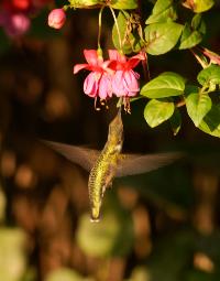 photograph of a ruby-throated hummingbird getting nectar from a fuschia blossom
