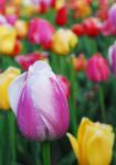 I Love Tulips - multi-colored spring tulips