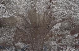 Ice Bouquet #2 - frost pattern on window