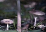 It's a small world - three tall mushrooms photographed from groun level