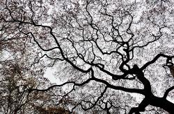 Abstract photograph of a beautiful Japanese Maple tree in early Spring showing branches against the sky