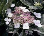 Lace cap hydrangea flower