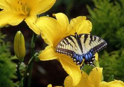 photograph os a Swallowtail butterfly on yellow lily flower