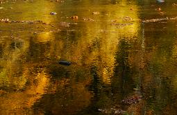 Gold and yellow autumn colors reflected in river