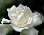 Photograph of a beautiful white gardenia flower