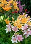 Multi colored lilys and flowers growing 