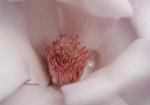 Magnolia Raindrop - closeup of pink magnolia bloom wih single raindrop inside