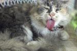 Long haired calico cat licking herself
