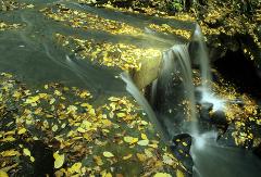 waterfall with yellow leaves
