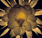 Night Angel - night blooming cereus flower backlit softly