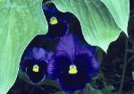 Peeking Pansies - three purple and black pansie flowers peeking out from hosta leaves