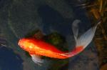beautiful photo of gold coy fish swimming