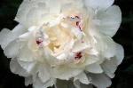 Photograph os a Perfect Peony - white with touch of red peony flower
