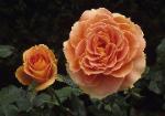 Perfection in Peach - two peach colored roses 