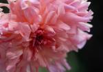 photograph of a pink dahlia flower