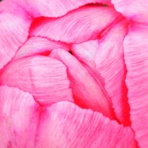 Abstract photograph of the top of a closed pink tulip