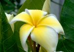 Plumeria - Hawaiian Plumeria flower