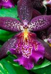 Psychedelic Orchid - multi-colored orchid