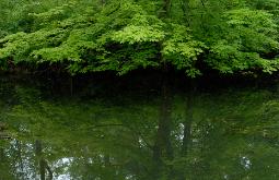 photograph of a lush green maple tree boughs over calm reflective water