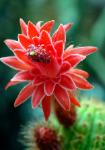 Red Cactus Flower - closeup of red cactus flower
