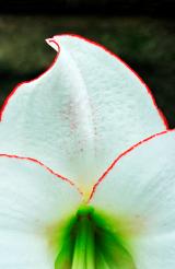 Abstract photograph of a white with red-edged amaryllis