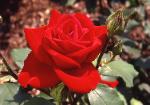 American Beauty - perfect classic photo of red American Beauty rose