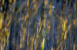 Reed Abstract - reeds with setting sun shining through