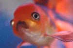 Goldfish portrait with black colored marking on mouth appearing to be frowning