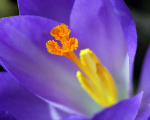 closeup photograph of a purple blue crocus flower showing stamen or saffron